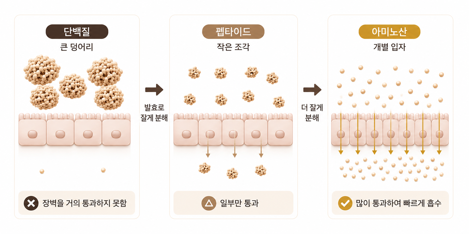 발효로 분해된 단백질의 흡수 과정
